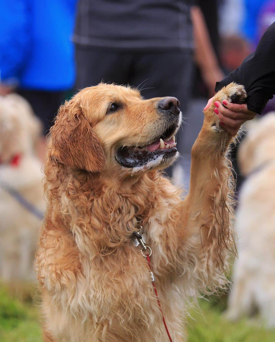 ニューヨーク・タイムズさんのインスタグラム写真 - (ニューヨーク・タイムズInstagram)「Why did 488 golden retrievers gather in Scotland?  Around 4 p.m. on July 13, 488 dogs assembled on the broad lawn in front of the ruins of Guisachan House in the Scottish Highlands to take a group photo of the 2023 Guisachan Gathering, a kind of golden retriever convention, commemorating the anniversary of the founding of the breed.  Since the first group photo was taken in 2001, golden lovers have come together about every five years to pay homage to Sir Dudley Marjoribanks, later Lord Tweedmouth, who lived in what was then Guisachan House. Sir Dudley is credited with developing the golden retriever in 1868, when he bred a wavy-coated retriever with a tweed water spaniel. He wanted a rugged hunting companion with a beautiful head, a loving disposition and soft, melting eyes, a dog that lived to fetch game. An obsession with tennis balls and rolling in filth apparently also came with the package.  People and their dogs travel from around the world to take part in the Guisachan Gathering, and this year’s was the biggest yet. Represented this year were Ireland, Bavaria, Switzerland, the Czech Republic, the U.S., Australia, Canada and Croatia.  Besides the photo, what else do the dogs get up to? Tap the link in our bio to read more from @nyttimestravel about the golden retrievers’ gathering in Scotland. Photos by @invernessphotographer」7月20日 21時21分 - nytimes