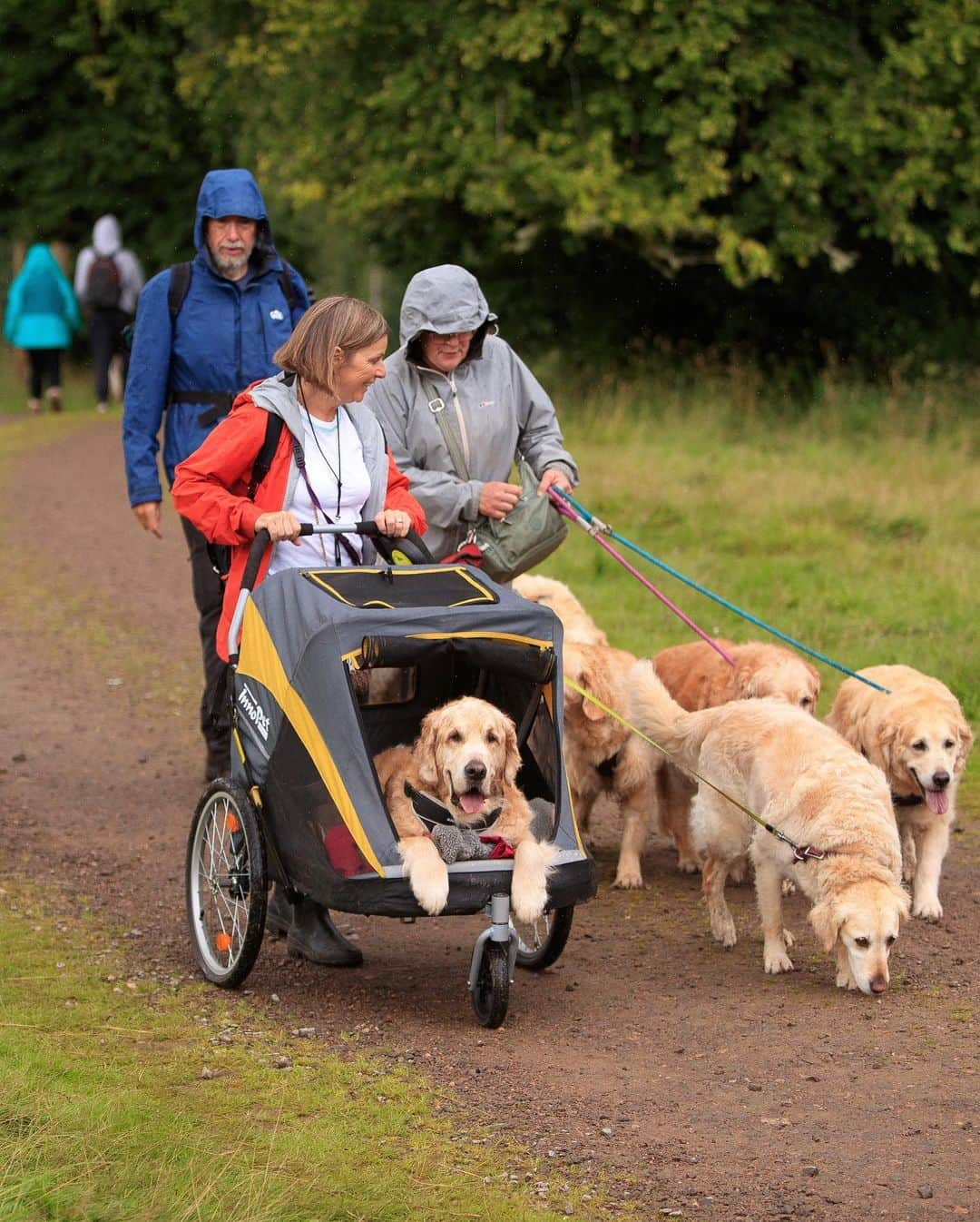 ニューヨーク・タイムズさんのインスタグラム写真 - (ニューヨーク・タイムズInstagram)「Why did 488 golden retrievers gather in Scotland?  Around 4 p.m. on July 13, 488 dogs assembled on the broad lawn in front of the ruins of Guisachan House in the Scottish Highlands to take a group photo of the 2023 Guisachan Gathering, a kind of golden retriever convention, commemorating the anniversary of the founding of the breed.  Since the first group photo was taken in 2001, golden lovers have come together about every five years to pay homage to Sir Dudley Marjoribanks, later Lord Tweedmouth, who lived in what was then Guisachan House. Sir Dudley is credited with developing the golden retriever in 1868, when he bred a wavy-coated retriever with a tweed water spaniel. He wanted a rugged hunting companion with a beautiful head, a loving disposition and soft, melting eyes, a dog that lived to fetch game. An obsession with tennis balls and rolling in filth apparently also came with the package.  People and their dogs travel from around the world to take part in the Guisachan Gathering, and this year’s was the biggest yet. Represented this year were Ireland, Bavaria, Switzerland, the Czech Republic, the U.S., Australia, Canada and Croatia.  Besides the photo, what else do the dogs get up to? Tap the link in our bio to read more from @nyttimestravel about the golden retrievers’ gathering in Scotland. Photos by @invernessphotographer」7月20日 21時21分 - nytimes