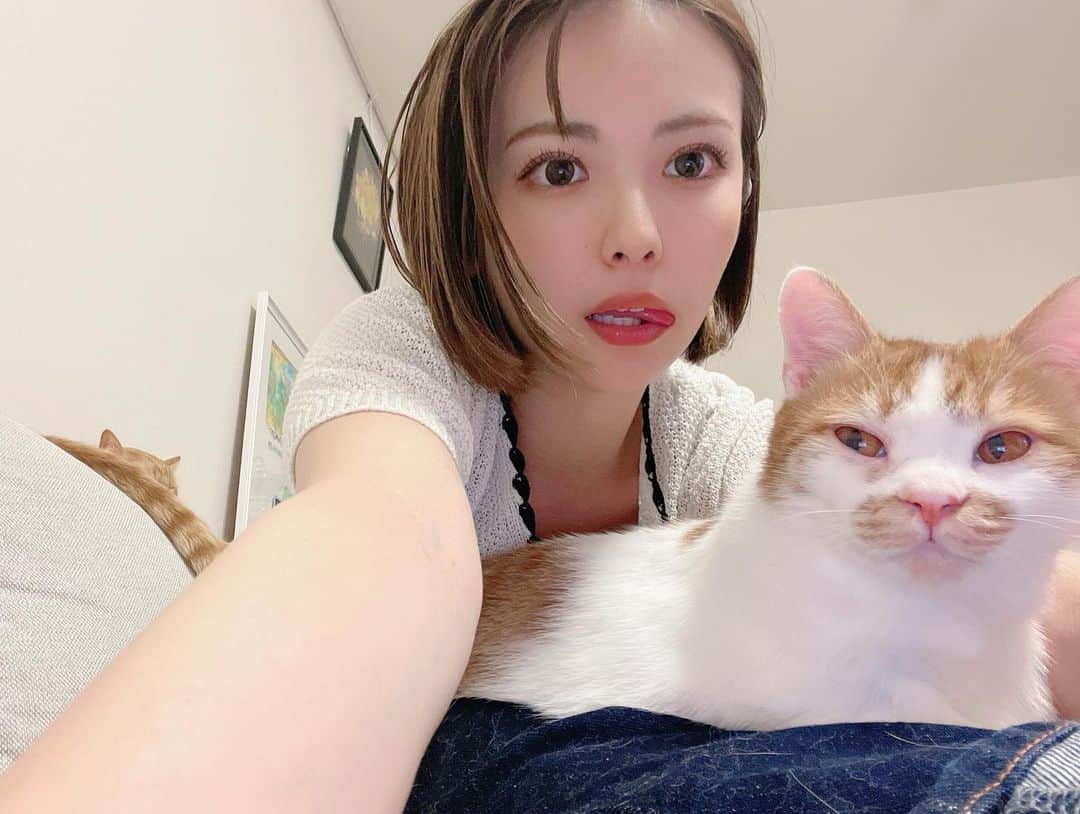 木下ひなこのインスタグラム：「🐈🐈💕  猫とあまり触れ合ったことがない友達が 私の家に来てくれると みんな揃って "猫ってこんなに懐くんだっ可愛い😍"って 言ってくれるのが最近のプチ幸せ🫶  たくさん愛を伝えたらちゃんと伝わるよ🥰!! 家中走ってついてくるし 外出したらドアまでお迎え来てくれるし 寝る時もずっといっしょ、、💤 お風呂もドアの前で待ってるよ🤣💕 ((可愛すぎて毎日尊いっ🫰))  #猫#保護猫#保護猫と暮らす#cat#catstagram#ねこすたぐらむ」