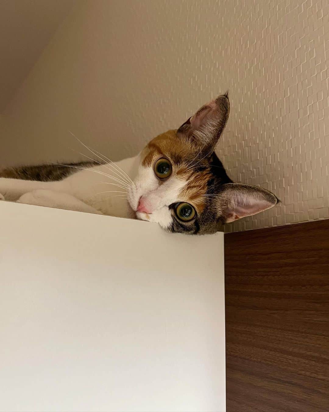 金太さんのインスタグラム写真 - (金太Instagram)「最近のすずちゃんのお気に入りの場所 洗面所の台の上です。(高さ約180㎝) できれば登るのやめてほしいけど、 見事にお気に入り認定されてしまして いない！と思ったらここで寝てます😂  閉じ込めないように気をつけます💦  #ねこすたぐらむ#catsofinstagram  #meowed#9gag #猫がいる暮らし　#ねこがいる生活　#猫好きさんと繋がりたい#三毛猫　#保護猫#三毛猫すず#calico #ねこ」7月20日 21時46分 - vvviopw