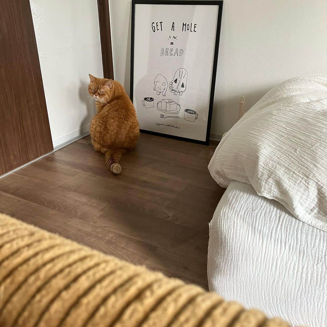 umeさんのインスタグラム写真 - (umeInstagram)「その目よ、、 ・ ・ ・ #おまめ #🐈」7月20日 22時04分 - u_m_e_c_o