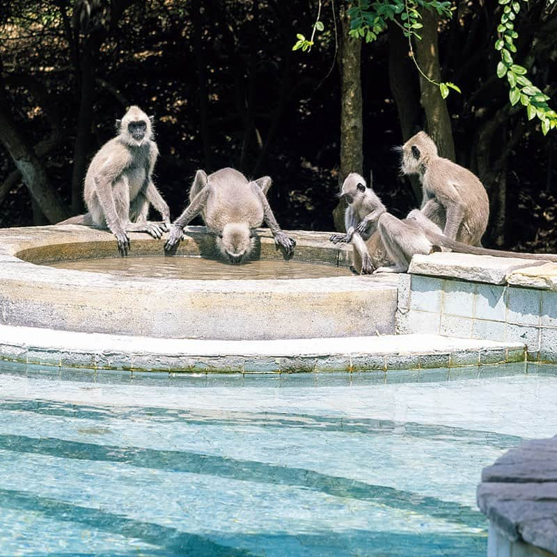 ブルータスさんのインスタグラム写真 - (ブルータスInstagram)「雄大な大地に息づく、野生動物たちの楽園を旅する。  約10万ヘクタールと広大な面積に、200種類以上の鳥類と40種類以上の哺乳類、ゾウだけで400頭が生息するスリランカ・ヤーラ国立公園。ここでは、二度と同じ体験のない、サバンナの特別な日々を過ごすことができる。  そしてサファリの拠点とするのは、公園に隣接する〈ワイルド・コースト・テンテッド・ロッジ〉だ。海岸の岩にインスパイアされた丸いアーチの建築、ラグジュアリーなサファリをイメージした重厚な室内空間、スリランカ料理をベースにしたヌーベル・キュイジーヌ……そのどれもが冒険心を掻き立てる。  併設のプールではサルが水を飲み、日が落ちるとゾウや水牛もやってくる。  壁の外に野生動物の気配を捉えながら、その息吹をこんなにも近くに感じて眠ることはあっただろうか？  #BRUTUS #ブルータス #雑誌 #旅 #バカンス #サバンナ #スリランカ #Vacation #srilanka #savannah #magazine #animal」7月20日 22時05分 - brutusmag