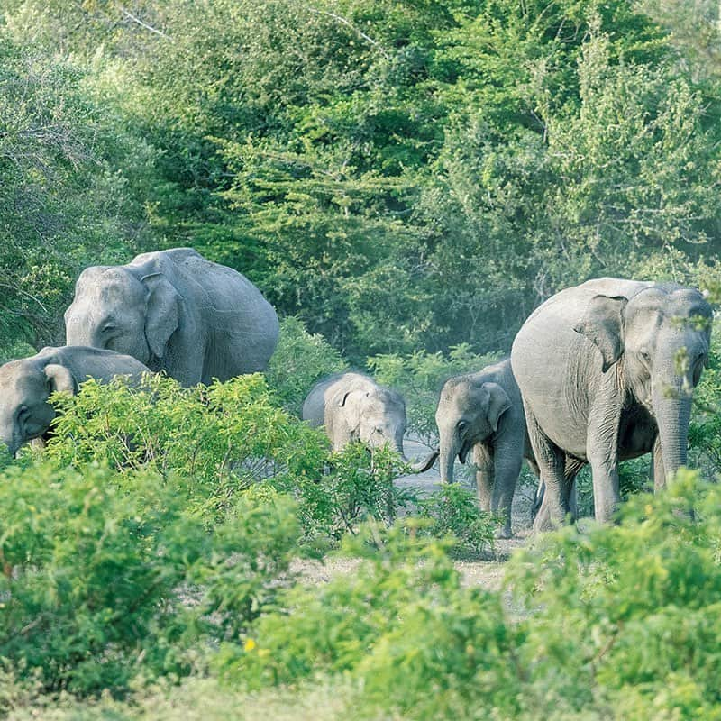 ブルータスさんのインスタグラム写真 - (ブルータスInstagram)「雄大な大地に息づく、野生動物たちの楽園を旅する。  約10万ヘクタールと広大な面積に、200種類以上の鳥類と40種類以上の哺乳類、ゾウだけで400頭が生息するスリランカ・ヤーラ国立公園。ここでは、二度と同じ体験のない、サバンナの特別な日々を過ごすことができる。  そしてサファリの拠点とするのは、公園に隣接する〈ワイルド・コースト・テンテッド・ロッジ〉だ。海岸の岩にインスパイアされた丸いアーチの建築、ラグジュアリーなサファリをイメージした重厚な室内空間、スリランカ料理をベースにしたヌーベル・キュイジーヌ……そのどれもが冒険心を掻き立てる。  併設のプールではサルが水を飲み、日が落ちるとゾウや水牛もやってくる。  壁の外に野生動物の気配を捉えながら、その息吹をこんなにも近くに感じて眠ることはあっただろうか？  #BRUTUS #ブルータス #雑誌 #旅 #バカンス #サバンナ #スリランカ #Vacation #srilanka #savannah #magazine #animal」7月20日 22時05分 - brutusmag