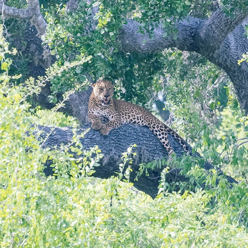 ブルータスさんのインスタグラム写真 - (ブルータスInstagram)「雄大な大地に息づく、野生動物たちの楽園を旅する。  約10万ヘクタールと広大な面積に、200種類以上の鳥類と40種類以上の哺乳類、ゾウだけで400頭が生息するスリランカ・ヤーラ国立公園。ここでは、二度と同じ体験のない、サバンナの特別な日々を過ごすことができる。  そしてサファリの拠点とするのは、公園に隣接する〈ワイルド・コースト・テンテッド・ロッジ〉だ。海岸の岩にインスパイアされた丸いアーチの建築、ラグジュアリーなサファリをイメージした重厚な室内空間、スリランカ料理をベースにしたヌーベル・キュイジーヌ……そのどれもが冒険心を掻き立てる。  併設のプールではサルが水を飲み、日が落ちるとゾウや水牛もやってくる。  壁の外に野生動物の気配を捉えながら、その息吹をこんなにも近くに感じて眠ることはあっただろうか？  #BRUTUS #ブルータス #雑誌 #旅 #バカンス #サバンナ #スリランカ #Vacation #srilanka #savannah #magazine #animal」7月20日 22時05分 - brutusmag