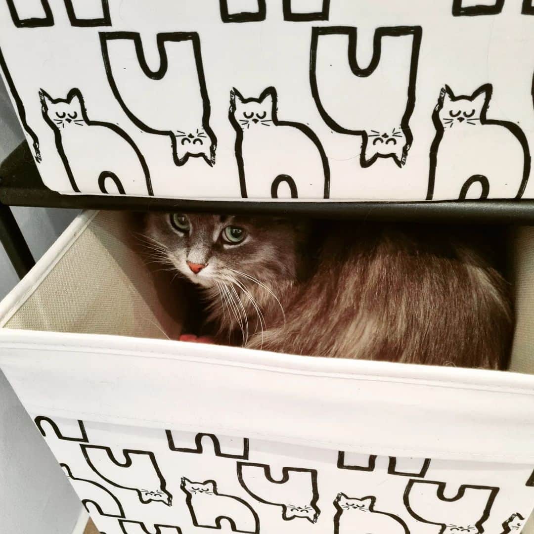 Nila & Miloのインスタグラム：「I know there are cats on these baskets, Nila, but that doesn't mean they're kitty beds. No, you may not scratch the toilet paper in there! 🙄 #perfecthideout #hideaway #milosucks #frenemies #cats」