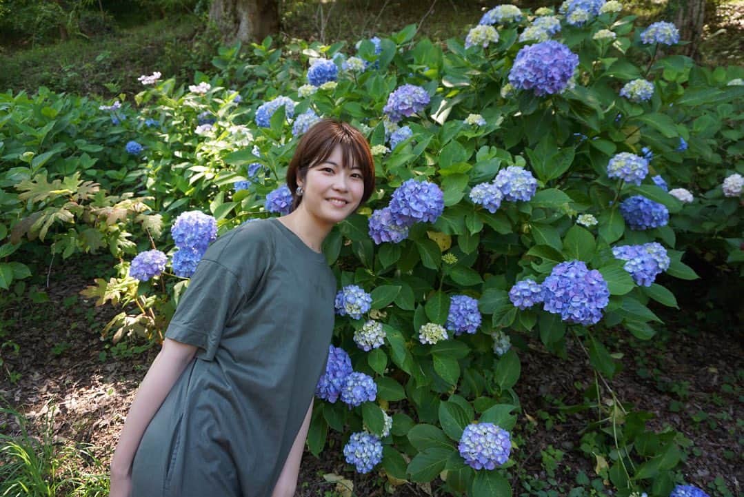 岩間瞳のインスタグラム：「＼柴田町のあじさい／ 今はもう時期は終わってしまっているかと思いますが 今月上旬あじさいを見に行きました✨  大河原町出身のわたしは 隣町なのに紫陽花まつりは実はあまり行ったことがなく... じりじりと照りつける日差しのもとでしたが 涼しげな色に癒された1日でした〜😉  久しぶりに乗ったスロープカーから見えた あじさいも風に揺れて気持ちよさそうでした☺️  （葉っぱと同じ色のワンピースを着てしまって 完全に同化している）  #宮城 #宮城観光 #仙南 #柴田町 #船岡城址公園 #しばた紫陽花まつり2023 #花のまち柴田 #はなすたぐらむ  #カメラ初心者 #sonya6000 #カメラ好きな人と繋がりたい #誰かに見せたい風景」