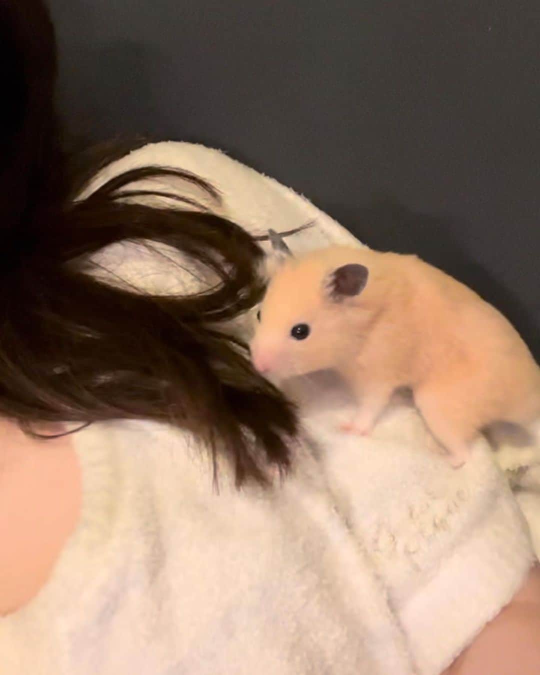 のインスタグラム：「まめくんの葬儀が終わりました。 ⁡ たくさんのお花、ひまわりに囲まれて眠っていました。葬儀の前は空に天使の梯子がきれいにみえて、まめくんがしあわせだったよって言ってくれてる気がしました。 ⁡ まめくん、お疲れ様だったね。よくがんばりました ⁡ ずっと一緒だよ」