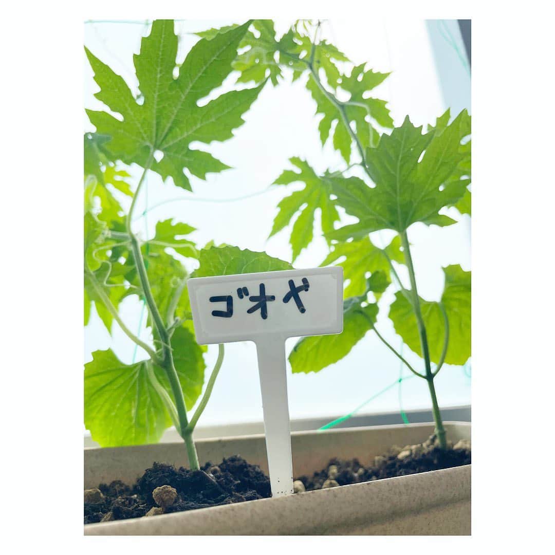 三倉佳奈さんのインスタグラム写真 - (三倉佳奈Instagram)「夏休みが始まりましたね✨ 今年はどんな夏になるかな😀  ベランダの家庭菜園。 ししとう!と思って育ててたら、ピーマンができてた🫑笑  あれこれ苗を買ったから勘違いして育ててたみたい😂  他にミニトマトやゴーヤも育ってます♪  #ベランダ菜園 #🫑 #🍅」7月20日 15時17分 - kana_mikura0223