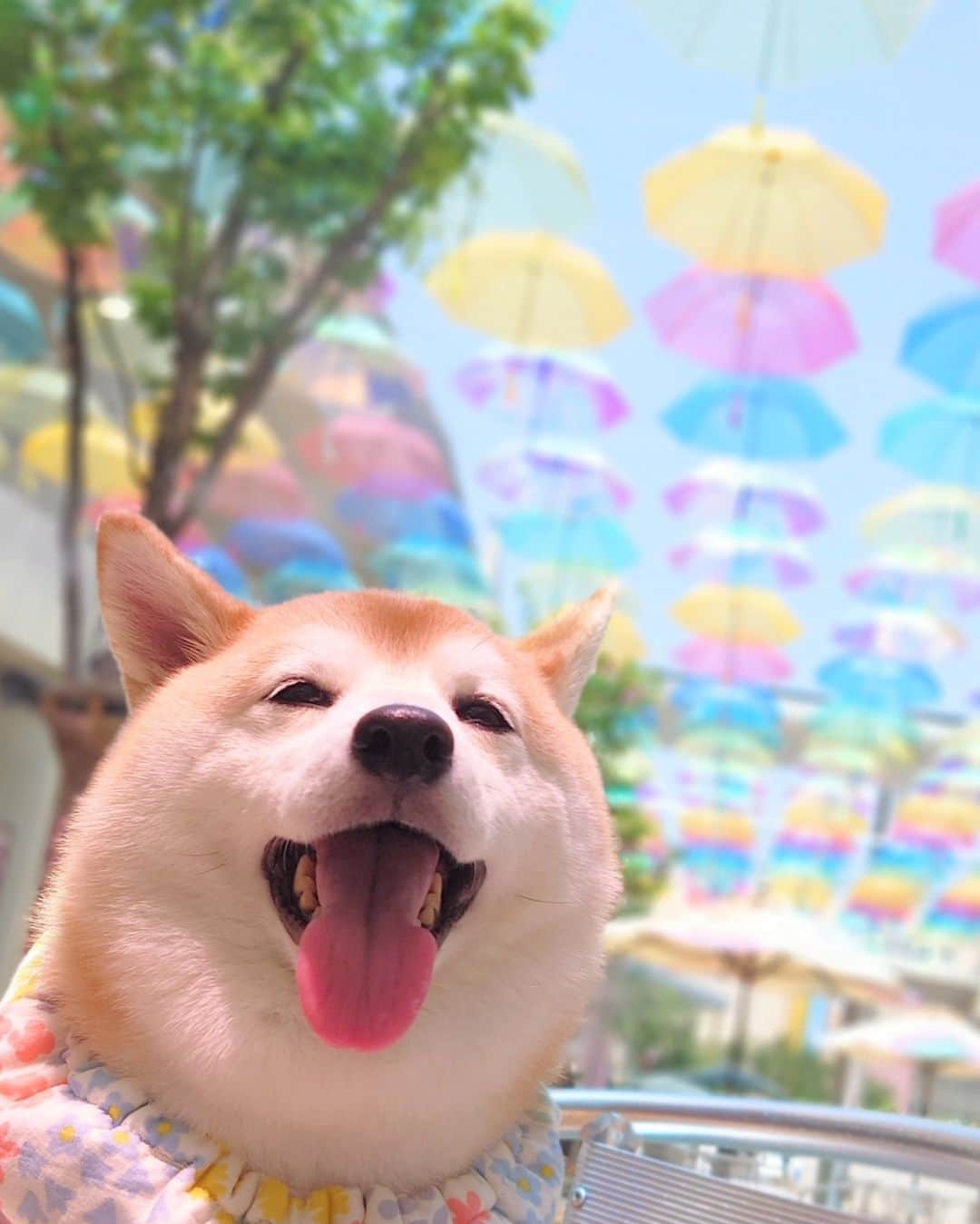 ちゃみさんのインスタグラム写真 - (ちゃみInstagram)「関西、梅雨明けでーす！ チャーミーからのお知らせ🤭  もうとっくに明けてると思ってた、笑  あーこれからもっと暑くなるねー🫨  アンブレラスカイ🌈☂ 6月頃見に行ってきた時の写真 やっぱりキレイ  #梅雨明け#アンブレラスカイ #柴犬#しばいぬ#癒し#犬#愛犬#shiba#shibainu#dog」7月20日 15時26分 - shiba_charmy