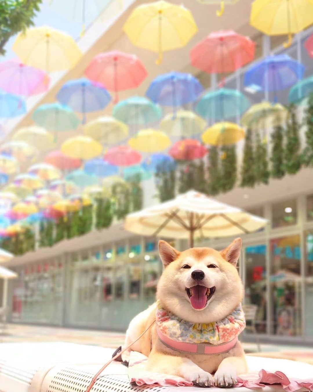 ちゃみのインスタグラム：「関西、梅雨明けでーす！ チャーミーからのお知らせ🤭  もうとっくに明けてると思ってた、笑  あーこれからもっと暑くなるねー🫨  アンブレラスカイ🌈☂ 6月頃見に行ってきた時の写真 やっぱりキレイ  #梅雨明け#アンブレラスカイ #柴犬#しばいぬ#癒し#犬#愛犬#shiba#shibainu#dog」