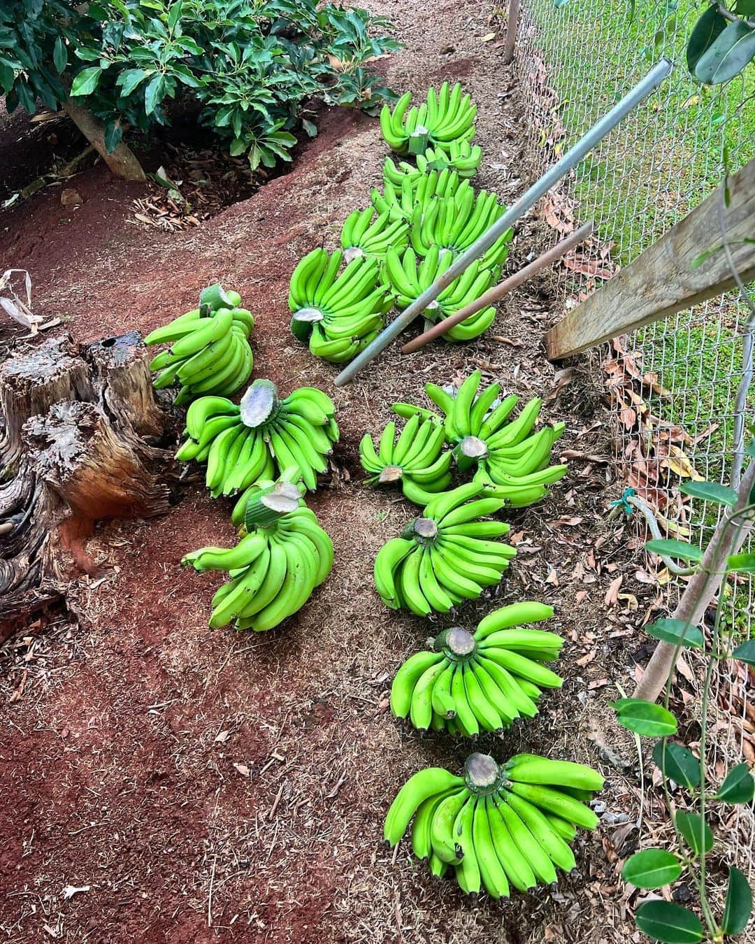クラーク・リトルさんのインスタグラム写真 - (クラーク・リトルInstagram)「This evenings banana harvest. 🍌🍌🍌🍌🍌 #pupukea #grown」7月20日 15時51分 - clarklittle