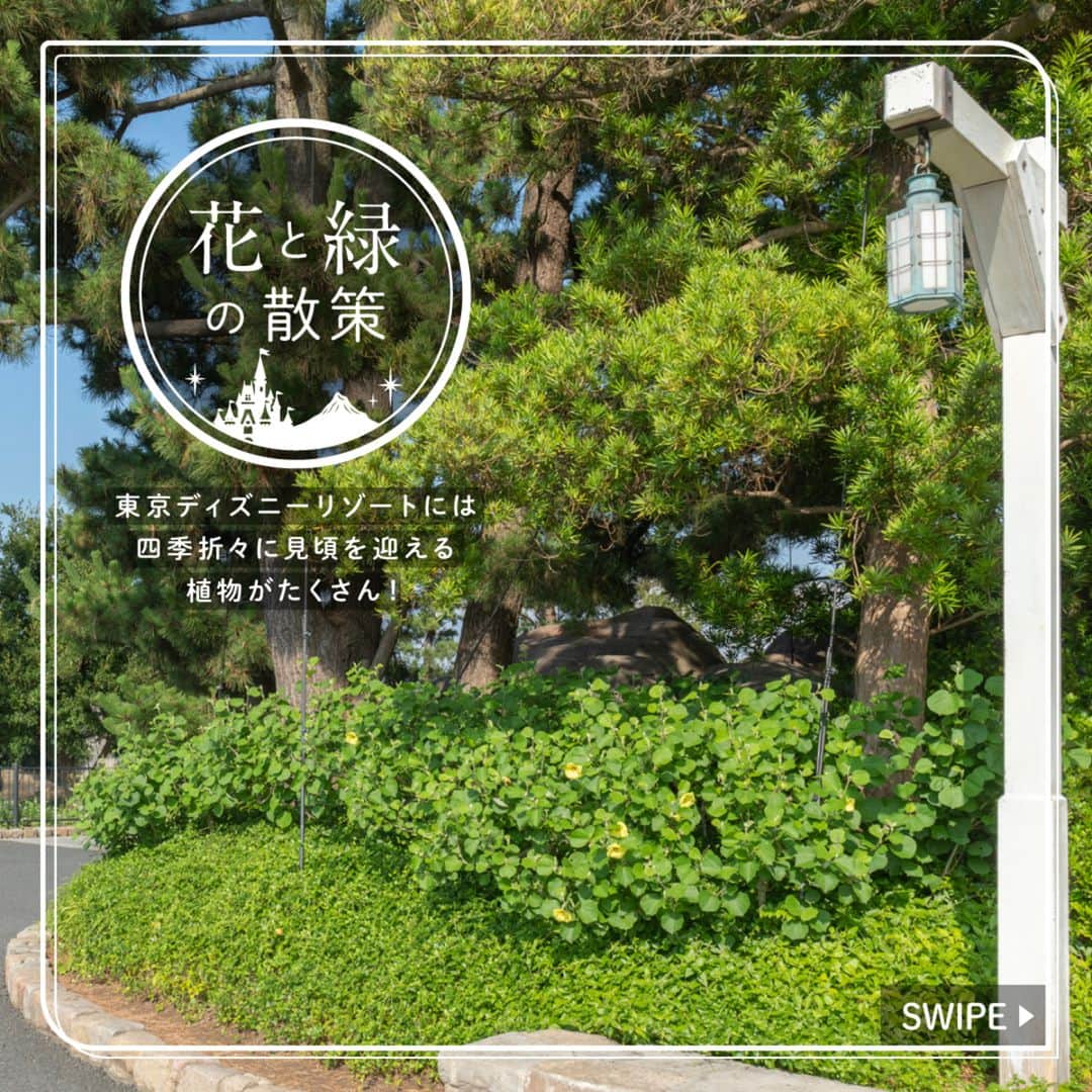東京ディズニーリゾートのインスタグラム：「⁡ これからの季節に東京ディズニーシーで見ることができる植物をご紹介します🎶 ⁡ #hibiscushamabo #americanwaterfront #tokyodisneysea #tokyodisneyresort #ハマボウ #アメリカンウォーターフロント #東京ディズニーシー #東京ディズニーリゾート #花と緑の散策」