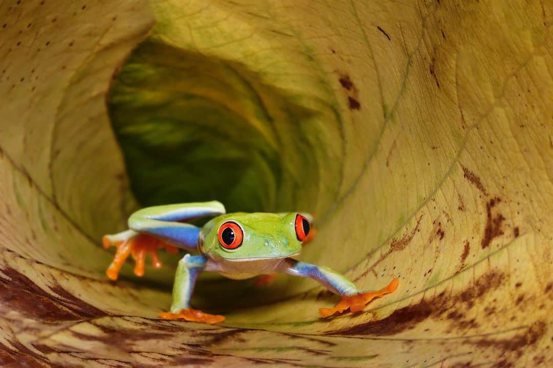 Canon Asiaのインスタグラム：「Think macro photography is all about having the right gear? 📷 🔍  @gatot_herliyanto highlighted his macro photography trifecta in this shot: patience, decisiveness and good lighting. Even when the shot is staged, it takes a deft hand (and 👁️) to ensure all the necessary variables align to create the perfect up-close scene, such as this adorable tree 🐸 ensconced in a leaf tunnel. - 📷 Image by @gatot_herliyanto on Canon EOS R5 | EF100mm f/2.8L Macro IS USM | 100mm | f/16 | ISO 200 | 1/200s - #TeamCanon #CanonAsia #CanonPhotography #CanonPhoto #CanonImages #CanonEOSR #Mirrorless #CanonLens #CanonColourScience #PhotoOfTheDay #IAmCanon #ThePhotoHour #NaturePhotography #WildlifePhotography」