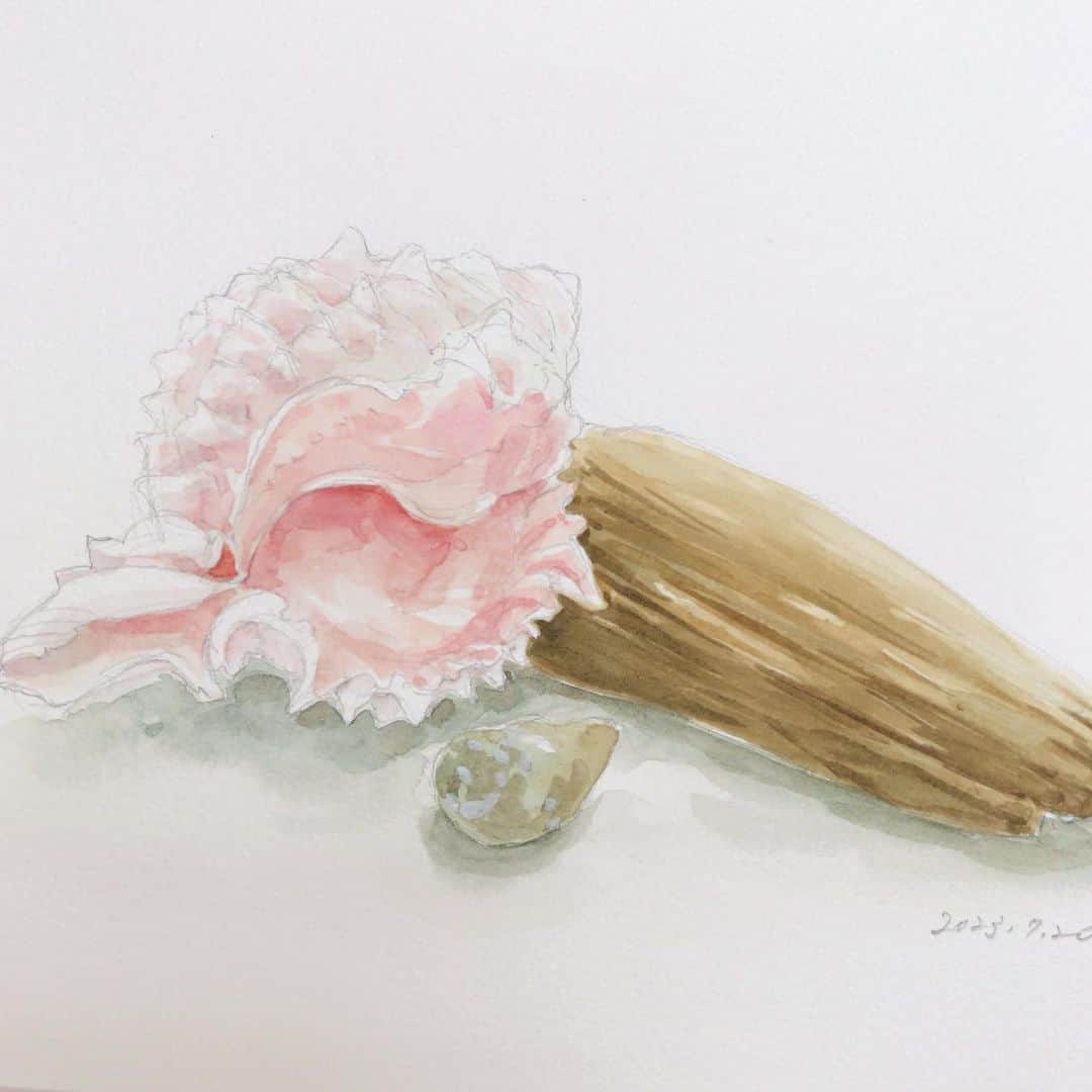 のインスタグラム：「７月の絵画サークル🎨  貝殻🐚、流木、石それぞれの 質感が出せるといいなぁと 思いながら描いてみました。 短い時間ですが、絵を描いたり、 おしゃべりしたりで、 気分転換にも良いみたいです😌 #スケッチ#夏#海#水彩画#教室#sketch#sea#summer#watercolor#watercolorpainting」