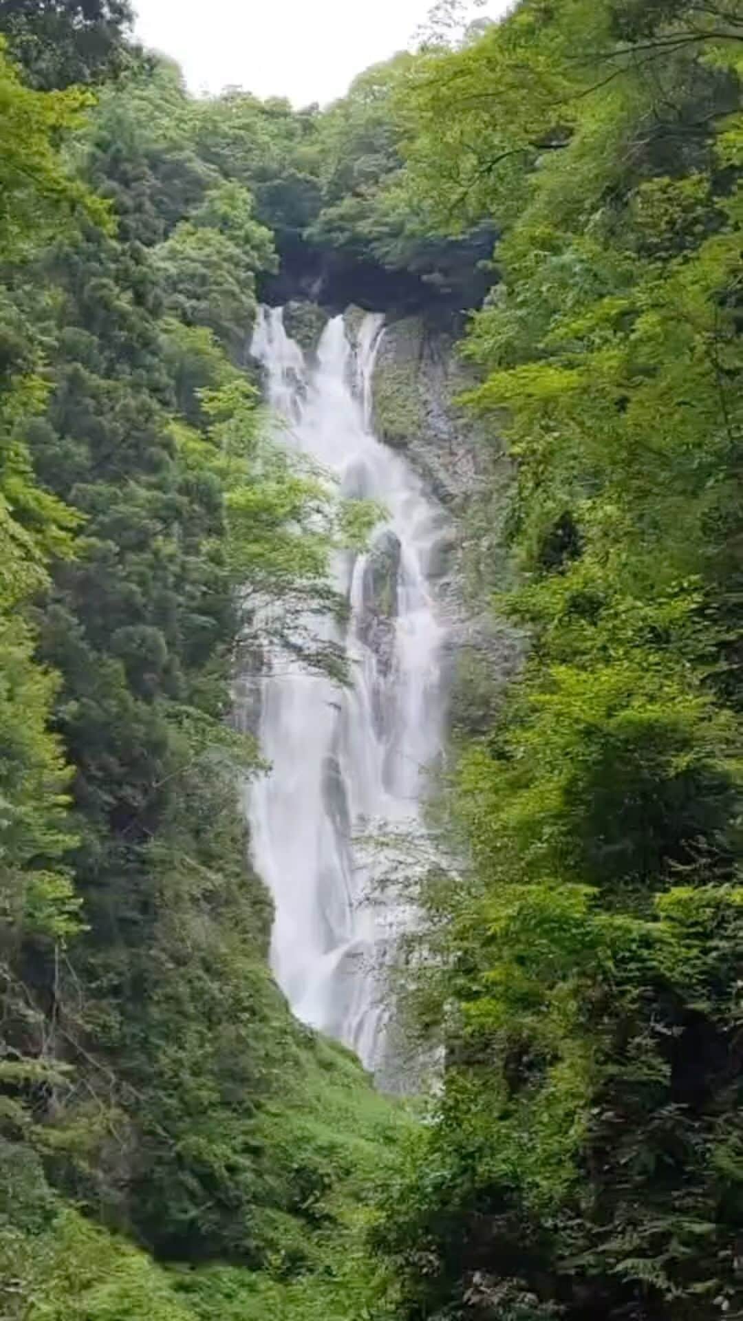 小野田紀美のインスタグラム：「真庭市の神庭(かんば)の滝 1990年に日本の滝100選にも選ばれた、高さ110m、幅20mの中国地方随一の名瀑です。 この日は見かけられませんでしたが、公園周辺には野生のニホンザル約160匹が生息ているそうです🐒 (山本特派員)  毎日暑い日が続きます。 清々しい滝の流れと音で少しでも涼しい気分になっていただけたらと思います🌿 (事務所スタッフM) #岡山県 #真庭市 #神庭の滝 #日本の滝 #自民党 #参議院 #小野田紀美 #小野田きみ #おのだきみ #日本を守り抜く #約束」