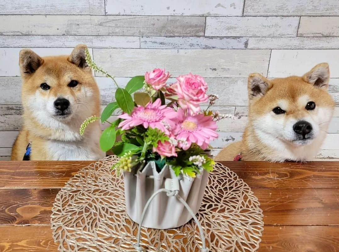 柴犬たま Shibainu Tamaさんのインスタグラム写真 - (柴犬たま Shibainu TamaInstagram)「母の日に、ママ達に綺麗なお花を💐  Caption trans🇬🇧 Beautiful flowers for mothers on Mother's Day💐  #柴犬たま #たママ #たまーば #たま家族 #柴犬ミケ #ミケママ #母の日 #mothersday #たママの日 #ミケママの日 #いつもありがとう #仲良し親子 #たまと花 #ミケと花 #かなりひし形 #柴犬 #shiba #shibainu #shibastagram #犬 #dog #多頭飼い」7月20日 17時34分 - tama7653