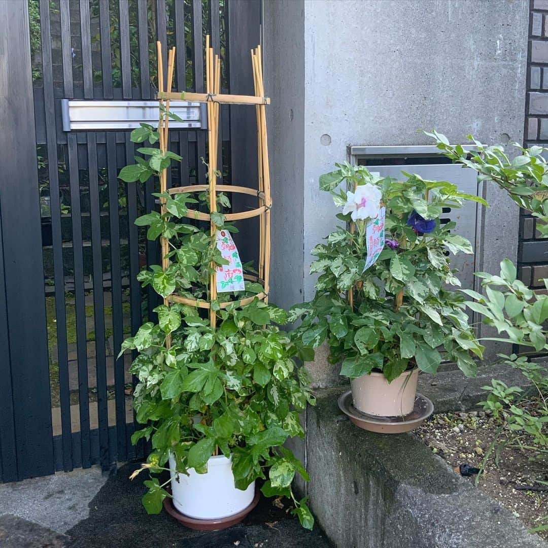 ヒロミチナカノさんのインスタグラム写真 - (ヒロミチナカノInstagram)「朝顔市で買って来た..朝顔です。大きな鉢と普通の大きさの２つ買いました。どちらも竹製です。 #flowers」7月20日 17時44分 - hiromichinakano_official