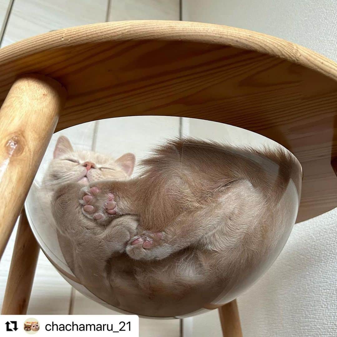【公式】いぬのきもち・ねこのきもちのインスタグラム：「#Repost @chachamaru_21 さんの茶々丸くん。  肉球がぁ〜肉球がぁ〜🐾  ぷにぷに させてほしいなぁ😍  ハッシュタグ #いぬのきもち #ねこのきもち に投稿いただいた可愛い写真をご紹介しています！ 「いぬのきもちWEB　MAGAZINE」、「ねこのきもちWEB MAGAZINE」でもご紹介させていただくことも！  -------------------  .  #ねこ #猫  #ねこすたぐらむ #ねこのきもち #ねこ好き #ねこと暮らす #ねこ好きさんと繋がりたい #猫好きな人と繋がりたい #猫がいる生活 #猫と暮らす#猫好き #cat #catstagram #catsofinstagram #cats_of_instagram  #エキゾチックショートヘア」
