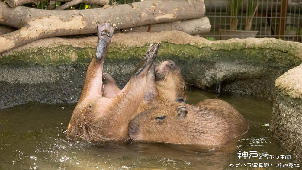 渡辺克仁さんのインスタグラム写真 - (渡辺克仁Instagram)「どうした？どうした！  #カピバラ #水豚 #capybara #神戸どうぶつ王国 #可愛い #かわいい #pretty #動物園 #神戸」7月20日 19時00分 - katsuhito.watanabe