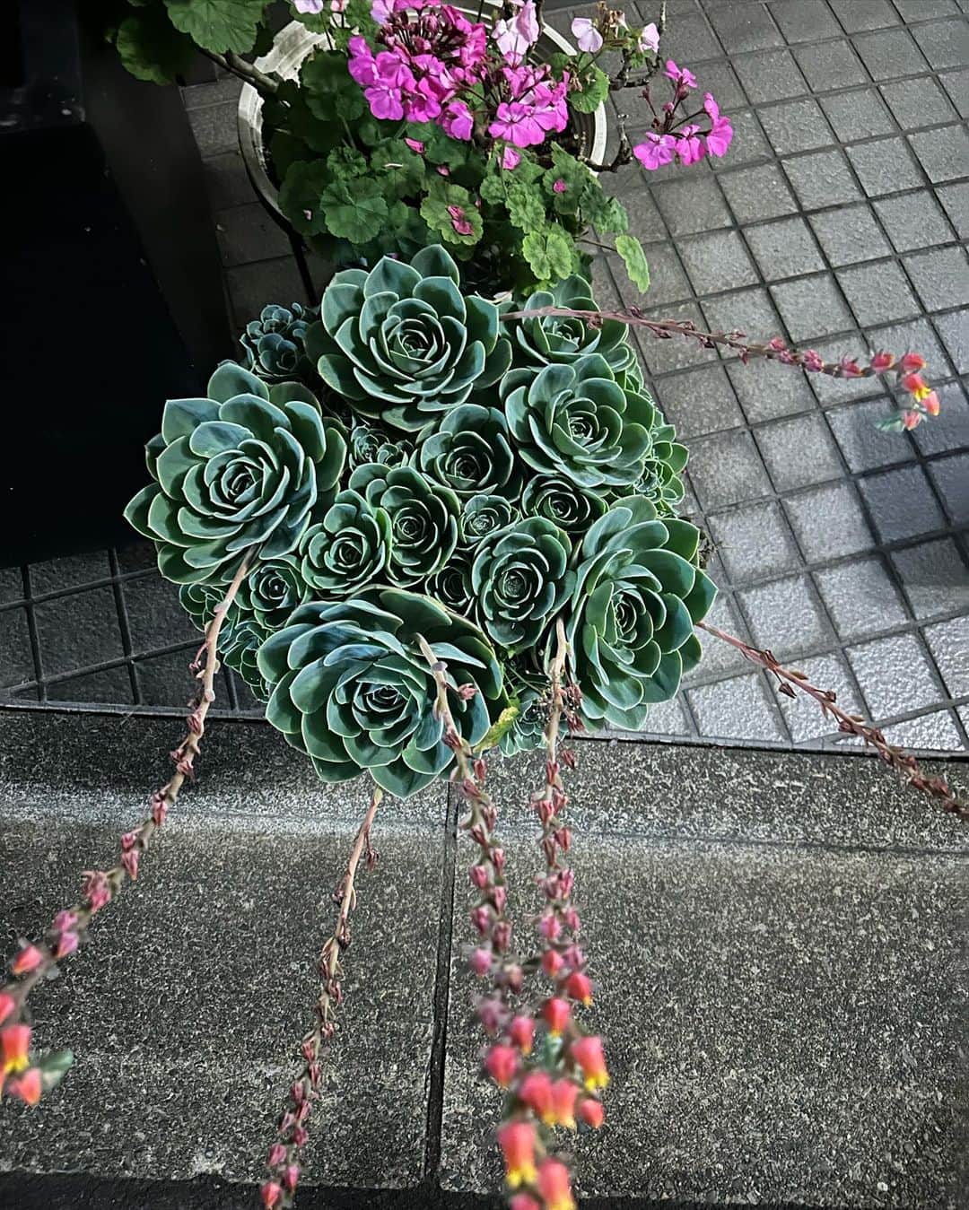 Mayuriのインスタグラム：「🌸🌺🌻💐🌷🪷🏵🌹」