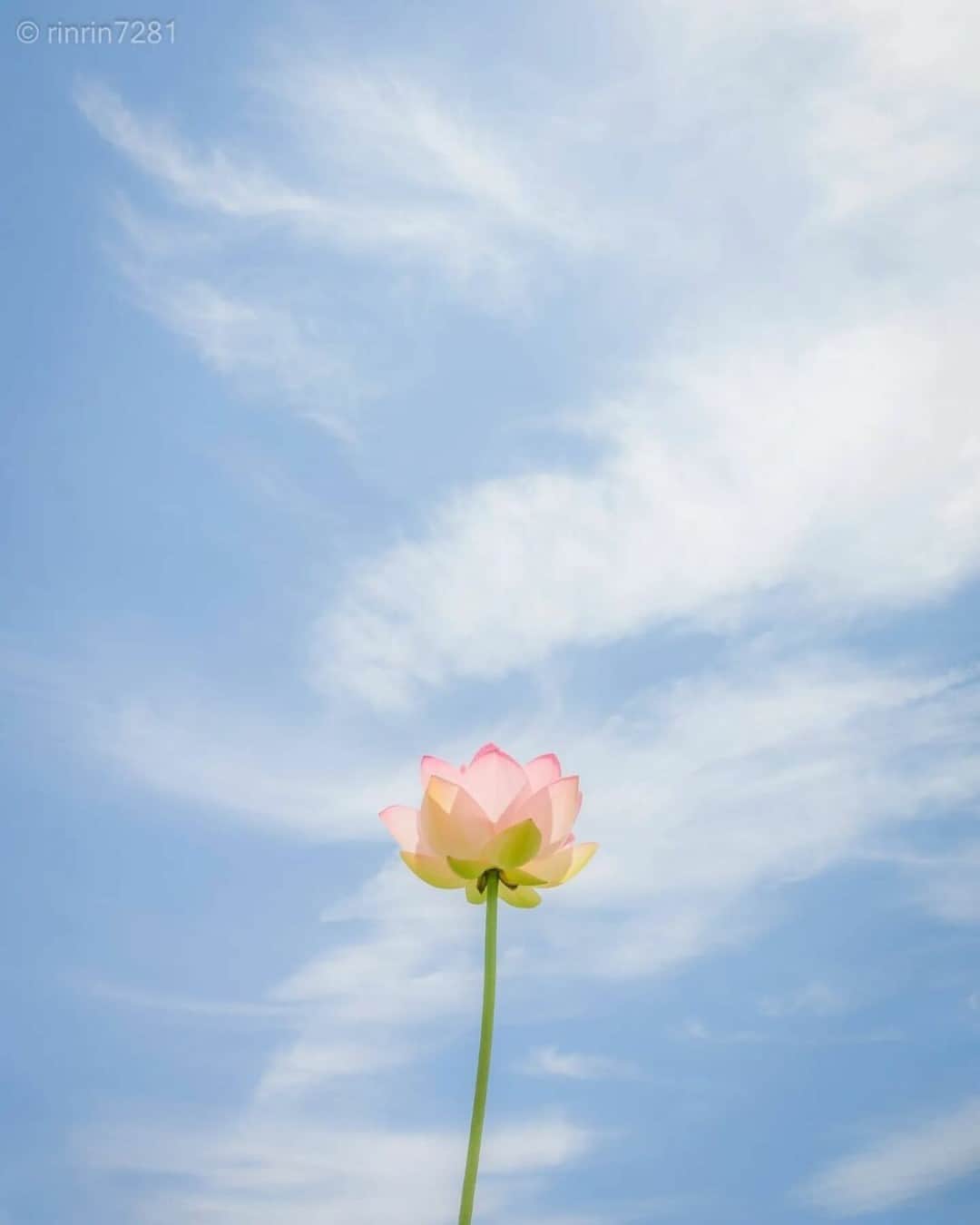 花の写真館のインスタグラム：「Photo by @rinrin7281. https://instagram.com/rinrin7281/ . Original Post[投稿いただいたURL] https://www.instagram.com/p/CtwDiisvVWc/ . 本アカウントは、 #私の花の写真 をつけてInstagramに投稿された皆さまの花の写真や、「花の写真館」Facebookページで投稿された花の写真を紹介します。 「花の写真館」Facebookページは、「 @floral.photograph 」のプロフィールにあるURLからご覧ください。 . ※各種法令、マナー、関係者の指示に従った撮影をお願いします。 *Please ensure that your photography adheres to all relevant laws, etiquette, and instructions issued by authorized persons. ※本アカウントは東京カメラ部がFacebook、Instagramのサービスを利用して運営しているもので、Meta社・Instagramとは一切関係ありません。 . #花の写真館 #floralphotograph #floralphoto #flower #flowers Follow: @floral.photograph」