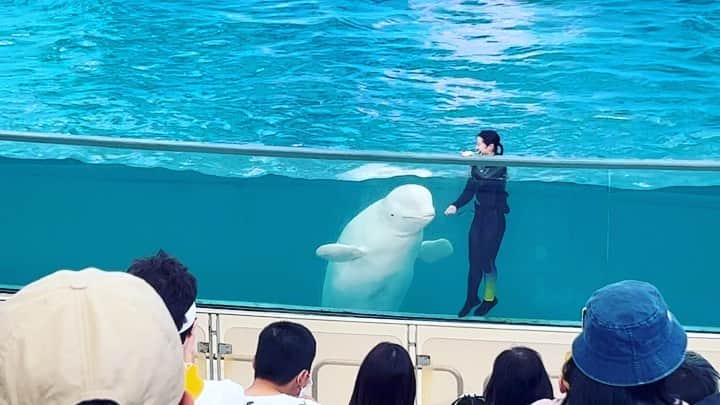 長江里加のインスタグラム：「🐬🤍🐻‍❄️ いつかベルーガにチューしてもらうんだ！！！」