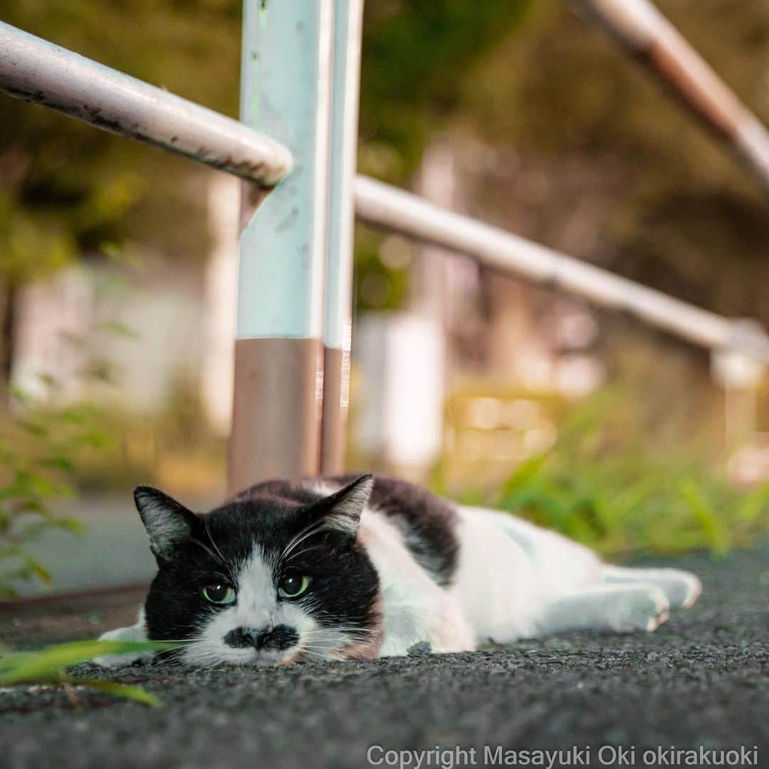 Masayukiさんのインスタグラム写真 - (MasayukiInstagram)「まったり髭一文字さん。   #cat #ねこ #猫 #夜にゃん #東京カメラ部 #nekoclub  #mmgtw #my_eos_photo  #yourshotphotographer」7月20日 20時06分 - okirakuoki