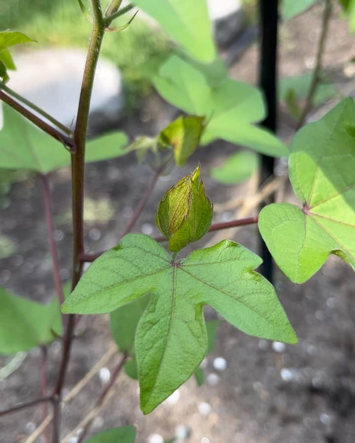 orgabitsのインスタグラム：「屋上コットン観察日記🌱  先日屋上に行ったら... 蕾がちらほらついていました☺️ 中には少し開いているものもあり、この先の成長が楽しみです！  次回はお花が咲いている頃でしょうか✨ また近々屋上コットンの様子をお届けします！  #ORGABITS #orgabits  #オーガニック  #オーガニックコットン  #屋上」