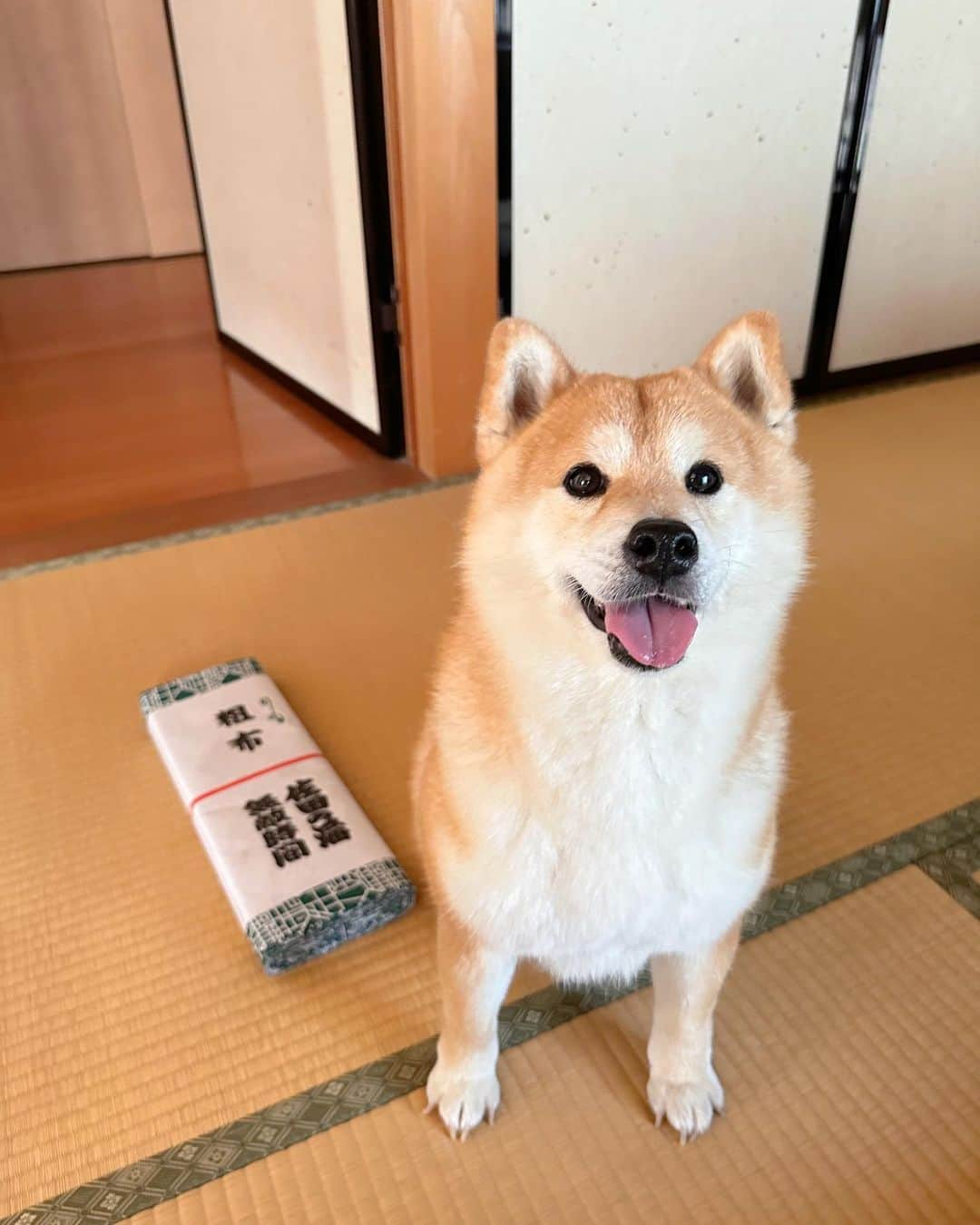 山根千佳さんのインスタグラム写真 - (山根千佳Instagram)「. . 私の推しである佐田の海関の 反物を巻いてる柴犬むさしまる！！  名古屋場所中はむさしまるも テレビの前を陣取って中継を しっかり観ている🥺(らしいよ)  今日の大相撲も 見応えたっぷりでしたね〜🕊️ 誰が優勝するのか… まだまだわからない！楽しい！！  この後大相撲ブログ更新します♡ . . #反物 #反物でハンドメイド #反物から作る  #柴犬 #柴犬マニア #柴犬部 #柴犬ライフ  #柴犬のいる暮らし #柴犬大好き #柴犬部  #柴犬好きな人と繋がりたい #柴犬好き  #柴犬の癒し #柴犬だいすき #柴犬🐕 #繁殖引退犬 #繁殖引退犬を家族に」7月20日 20時14分 - yamane_chika