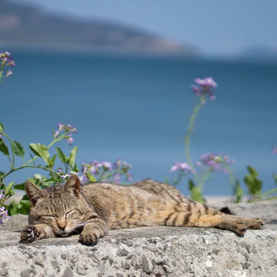 五十嵐健太さんのインスタグラム写真 - (五十嵐健太Instagram)「お昼寝日和 #猫　#cat #猫島　#キジトラ」7月20日 20時36分 - tobineko_0