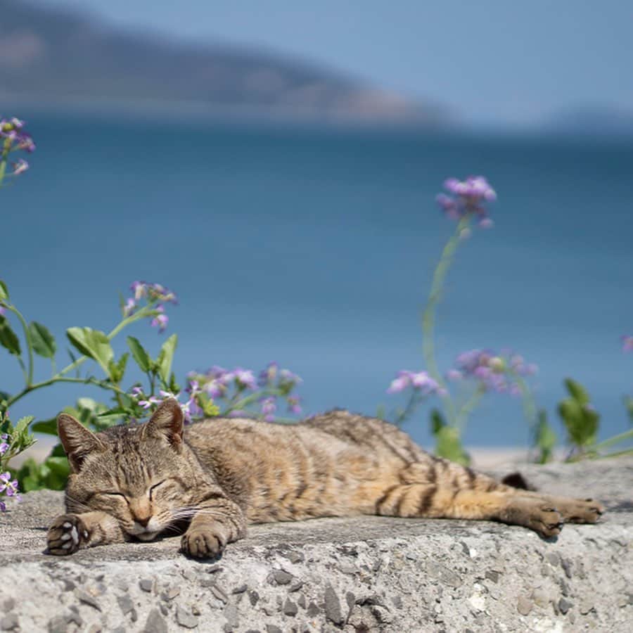 五十嵐健太のインスタグラム：「お昼寝日和 #猫　#cat #猫島　#キジトラ」