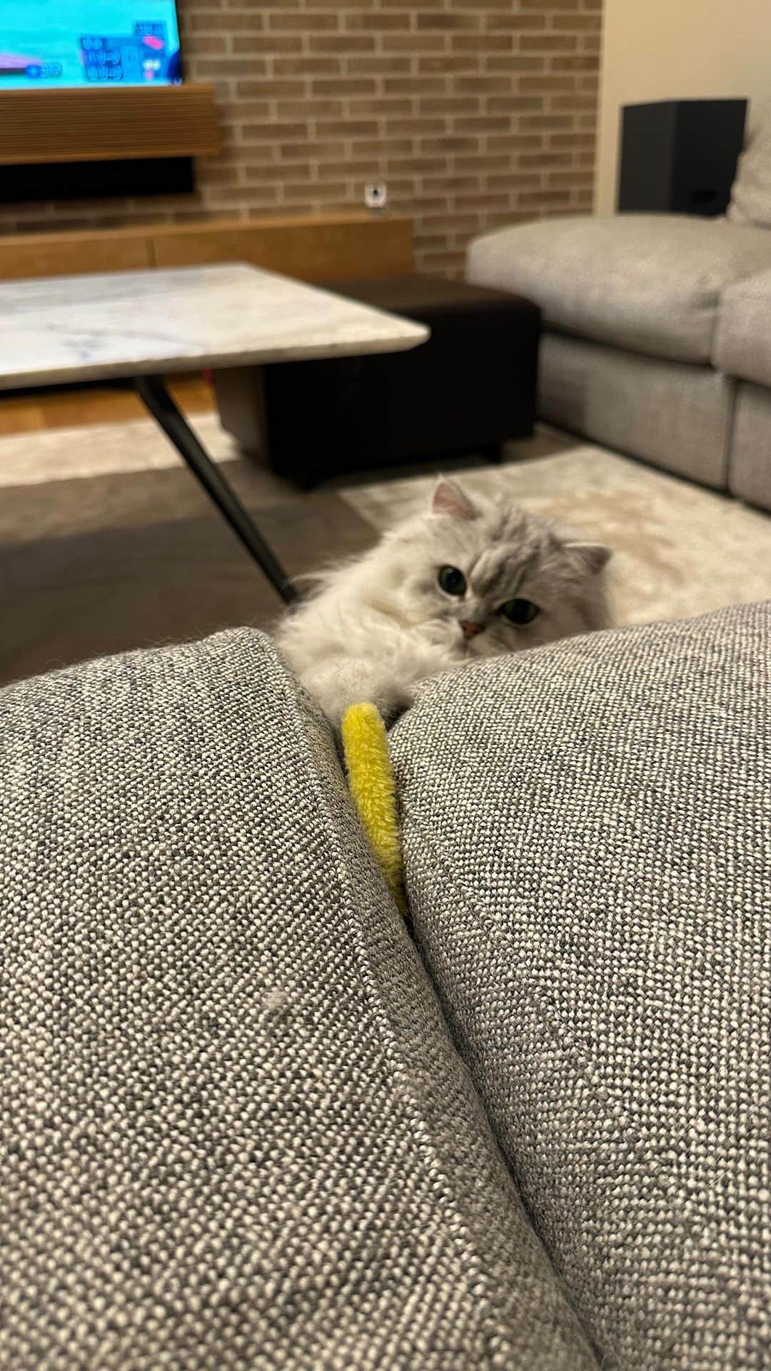 兄弟猫と私と夫の2トムのまいにちのインスタグラム：「テイテイテイテイテイ！なの！ ぼくの大好きなオモチャ キントンなの！  cat#cats#catstagram#catstagram_japan#instacat#cutecat#cutepetclub#bestcats#world_kawaii_cat#catoftheday#meow#bestmeow#TheDailyKitten#ねこ#ネコ#猫#ねこ部#ふわもこ部#pecoねこ部#みんねこ#チンチラ#チンチラゴールデン#チンチラシルバー#ペルシャ#ふぅ豆」