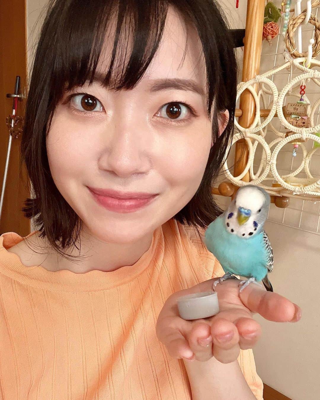 菅原智郁のインスタグラム：「実家のインコ ラピス♡ 会うペースが1ヶ月に1回くらいなので、なかなか覚えてくれている気がしません...笑 でも、怖がらずぴょんと乗ってくれるので、嫌われてはいないのかな😚？  写真を一緒に撮るのはなかなか難しく、 お気に入りのペットボトルの蓋（おもちゃ）でつって頑張って撮っています😂 もふもふしたいなぁ...🐥⸒⸒ .  ところで #君たちはどう生きるか 、インコ好きは複雑な気持ちになると聞いたので、見ようか迷っております！！笑 .  #インコ #小鳥 #セキセイインコ #ハーフジャンボセキセイ #インコ好きさんと繋がりたい #山形テレビ #アナウンサー #菅原智郁」