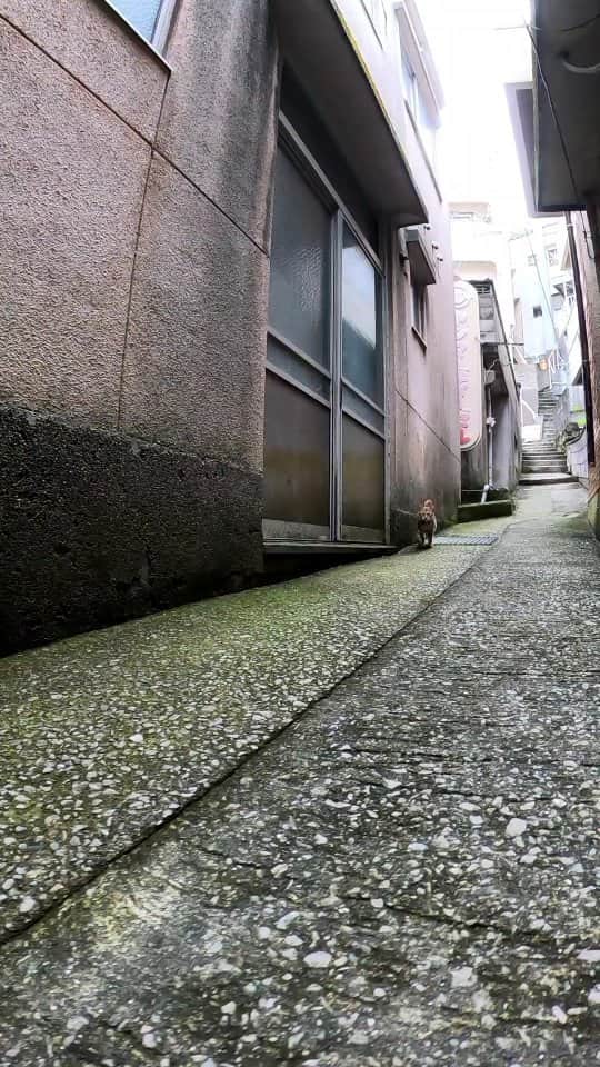感動猫動画のインスタグラム：「路地裏で猫とすれ違う」