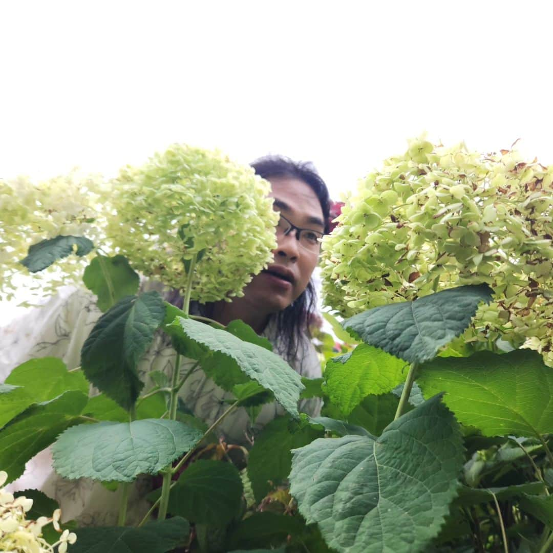 中岡創一のインスタグラム：「紫陽花かきわけ中岡  紫陽花と写真撮った  英孝ちゃんに撮ってもらった！！  #これ以上紫陽花に近づいたら叫ぶ #草花が枯れる原因は中岡かもしれない #でもお花きれいな #いいねもらっとけ」