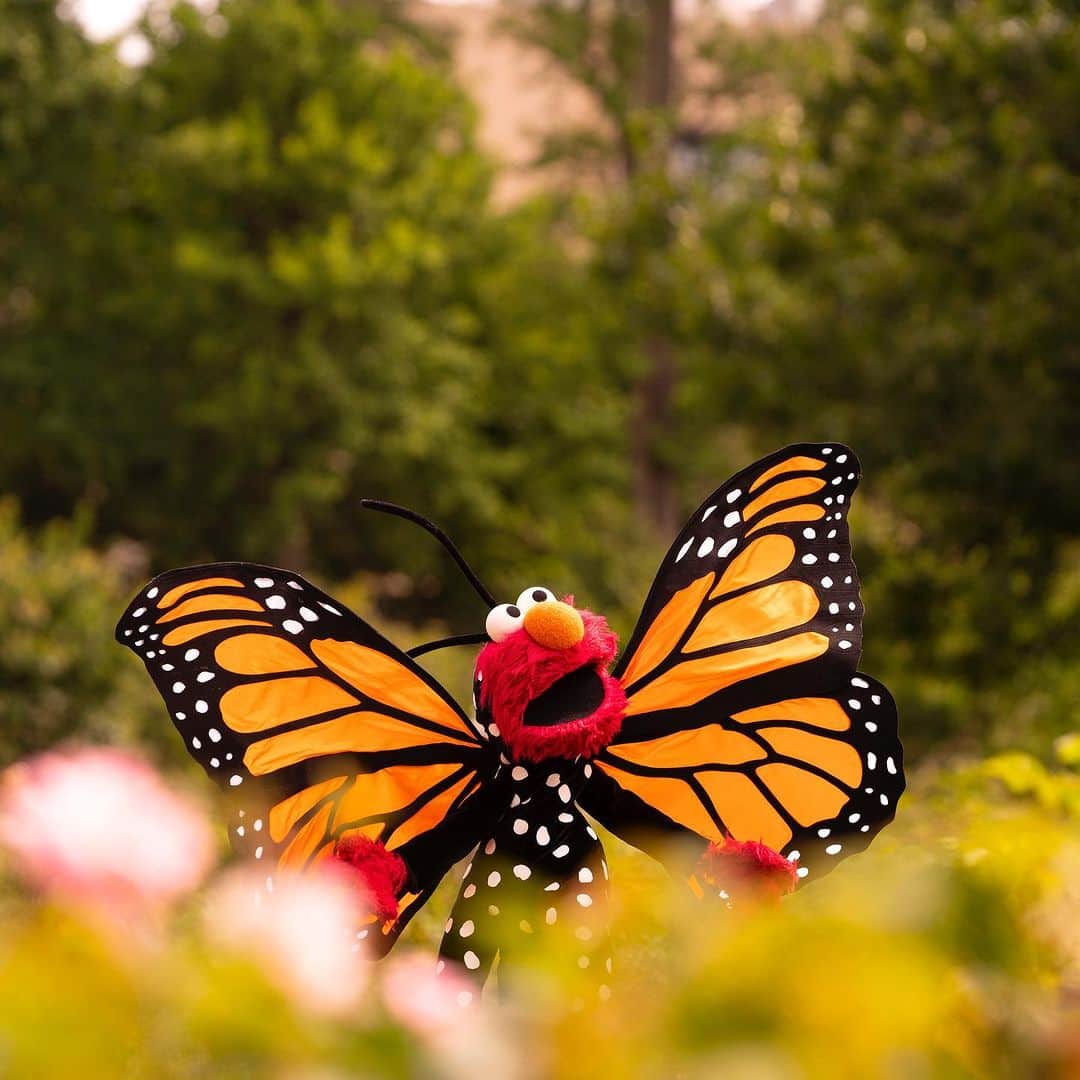 セサミストリートさんのインスタグラム写真 - (セサミストリートInstagram)「エルモ、チョウチョさんになりたいな♪綺麗な羽をパタパタさせて、お花の周りを飛び回るの！(#エルモ）」7月20日 21時00分 - sesamestreetjapan