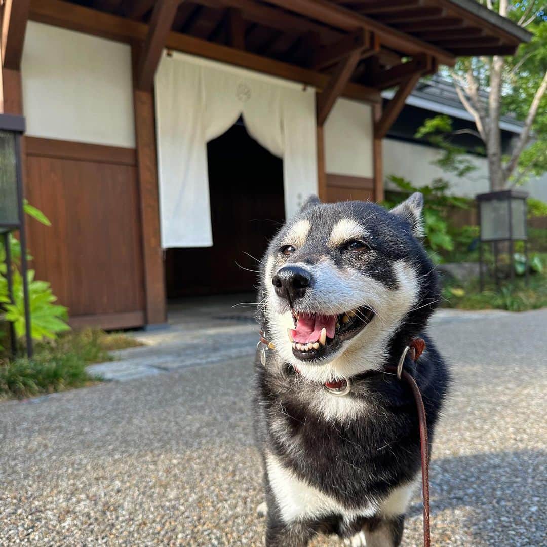 vo_coのインスタグラム：「🐾 昨日の夜から涼しい 今朝も7時過ぎで27℃ これくらいの気温なら朝散歩も快適に行けるんだけどなー 夏、8月もこれくらいでお願いしまーす！ ＊ #shibastagram #instashiba #shiba #shibainu #黒柴 #柴犬」