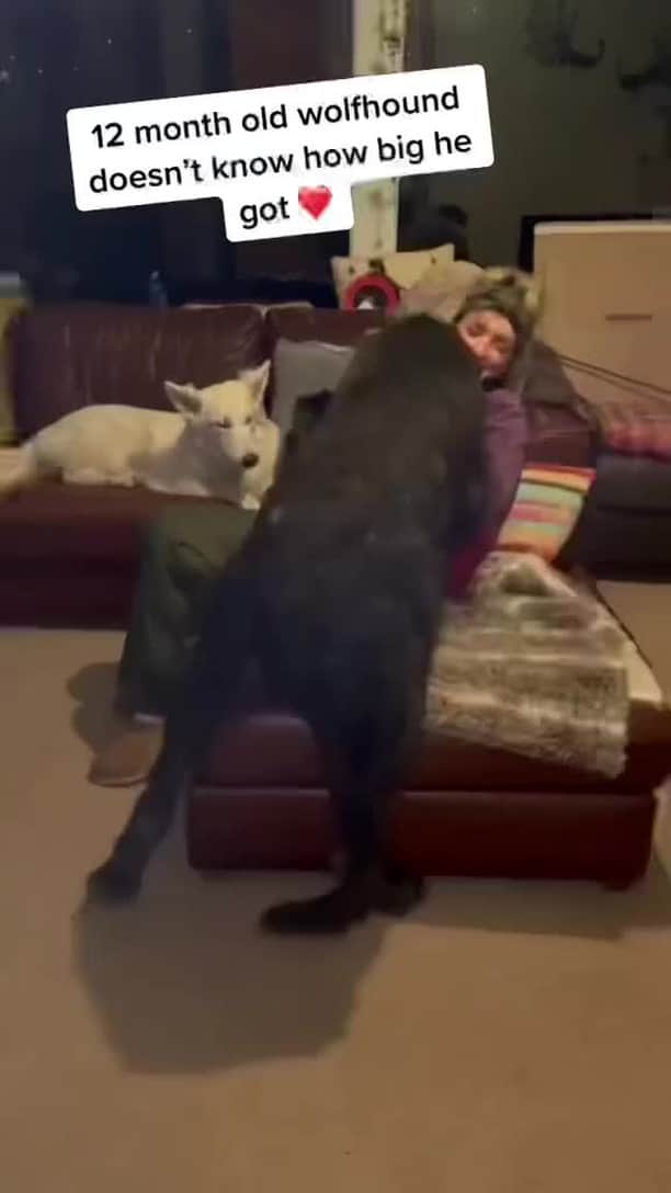 BarkBoxのインスタグラム：「👏 every 👏 dog 👏 is 👏 a 👏 lap👏 dog👏⁠ ⁠ 📸: @austonley_irish_wolfhounds」