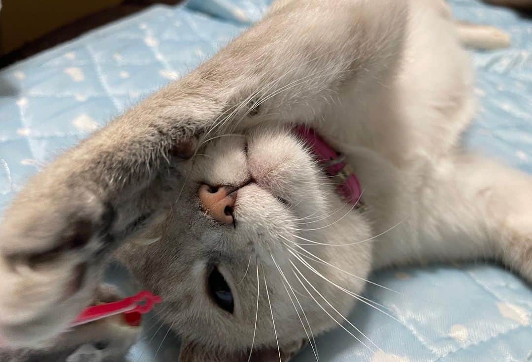 五十嵐健太のインスタグラム：「おはよう #猫　#cat #シャムミックス　#シャムトラ」