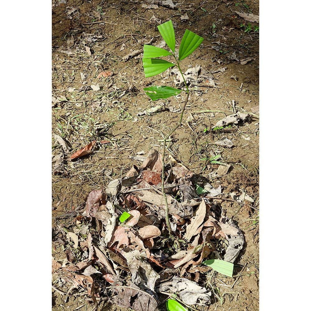 ecomfort（エコンフォート）さんのインスタグラム写真 - (ecomfort（エコンフォート）Instagram)「【感謝】ボルネオに11種、1197本の植樹ができました！  2021年10月15日～スタートした「エコンフォートハウスの森活プロジェクト」  エコンフォートハウスが販売するスポンジワイプとポップアップスポンジの売上金の一部をボルネオの森の保全と再生に活かし、地球温暖化STOPさせる活動です。  このプロジェクトにご賛同頂いた販売店みなさま、 暮らしにスポンジワイプやポップアップスポンジを取り入れ、応援してくださる生活者みなさまの気持ちがつながって、 weMORI @wemori_ を通して届けた寄付金が、1197本の苗木になり、APE MALAYSIA（エイプマレーシア）の手によって、このたびボルネオに植樹されました！  現地の生態にあった木を植えることが大事だと、 weMORIから以前教えて頂いていたとおり、 今回植えられた木は全部で11種類です。  ＜植樹された木の種類と本数＞  1 バンカル (アカネ科) 　450本  2 シンポー (ビワモドキ科) 　100本  3 タリサイ パヤ (シクンシ科 ) 　100 本 4 メダン （クスノキ科） 210本 5 メランシ (ヒルギ科) 　50本 6 バユール (アオギリ科) 　100本  7 プーライ (キョウチクトウ科) 　50本  8 イチジク (クワ科) 　50本 9 オバー (フトモモ科) 　50本 10 アピッド–アピッド (トウダイグサ科)　 27本  11 ケロドン (アオイ科)  10本 植樹合計： 1197本  植樹された場所は、ボルネオのマレーシア側、キナバタンガン川沿いの地です。  若い苗木たちが、すくすく生育して立派な森になるのが楽しみです！  地道な活動ですが、 これからも地球温暖化STOPにつながる 本プロジェクトへの 応援よろしくお願いします。  関純子（#セキジュンコ ）」7月20日 23時16分 - ecomfort_eoct
