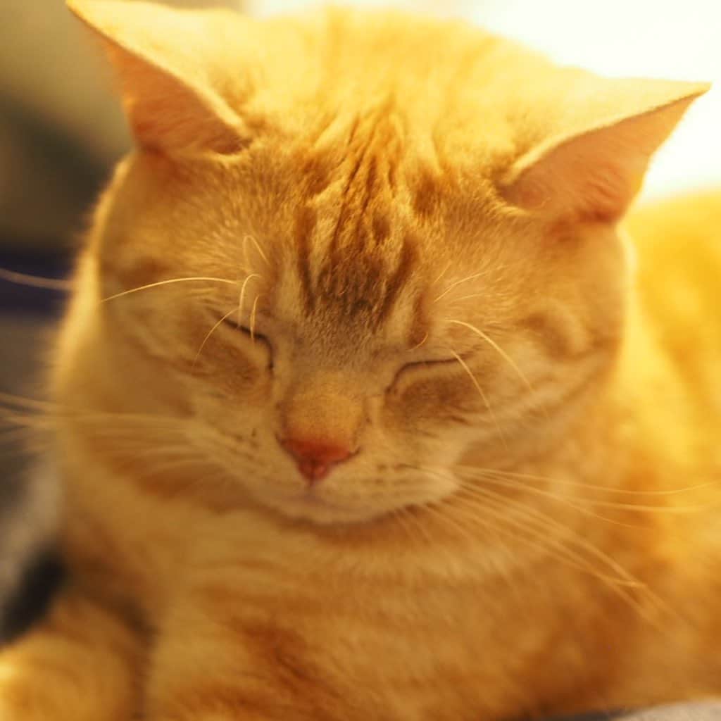ruiruiのインスタグラム：「寝てるこっちゃん . .  #虎大朗 #スコティッシュフォールド #猫 #ねこ #にゃんこ #ネコ  #ねこ部 #ふわもこ部  #ねこすたぐらむ #にゃんすたぐらむ #ねこのいる生活 #ねこのいる暮らし #猫好きさんと繋がりたい #猫のいる暮らし #cat #instacat #catstagram  #ilovemycat #instagramcats  #meow #pet #petstagram #catstagram_japan #kitty」