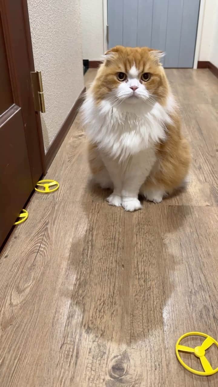 yayoi89のインスタグラム：「I like to make things orderly  Tarachan 🦁☝️  今日も整然と並べられたタケコプター 見る度に笑っちゃう  タラちゃんしか興味無いオモチャ第1位🤣  #cat #catsofinstagram #adorable #cutecat #9gag #meow #meowed #catoftheday #catlovers #scottishfold #instapaws #instagood  #ねこ #スコティッシュフォールド #にゃんこ #猫のいる暮らし #かわいい #猫のいる幸せ #ふわもこ部 #もふもふ #猫部」