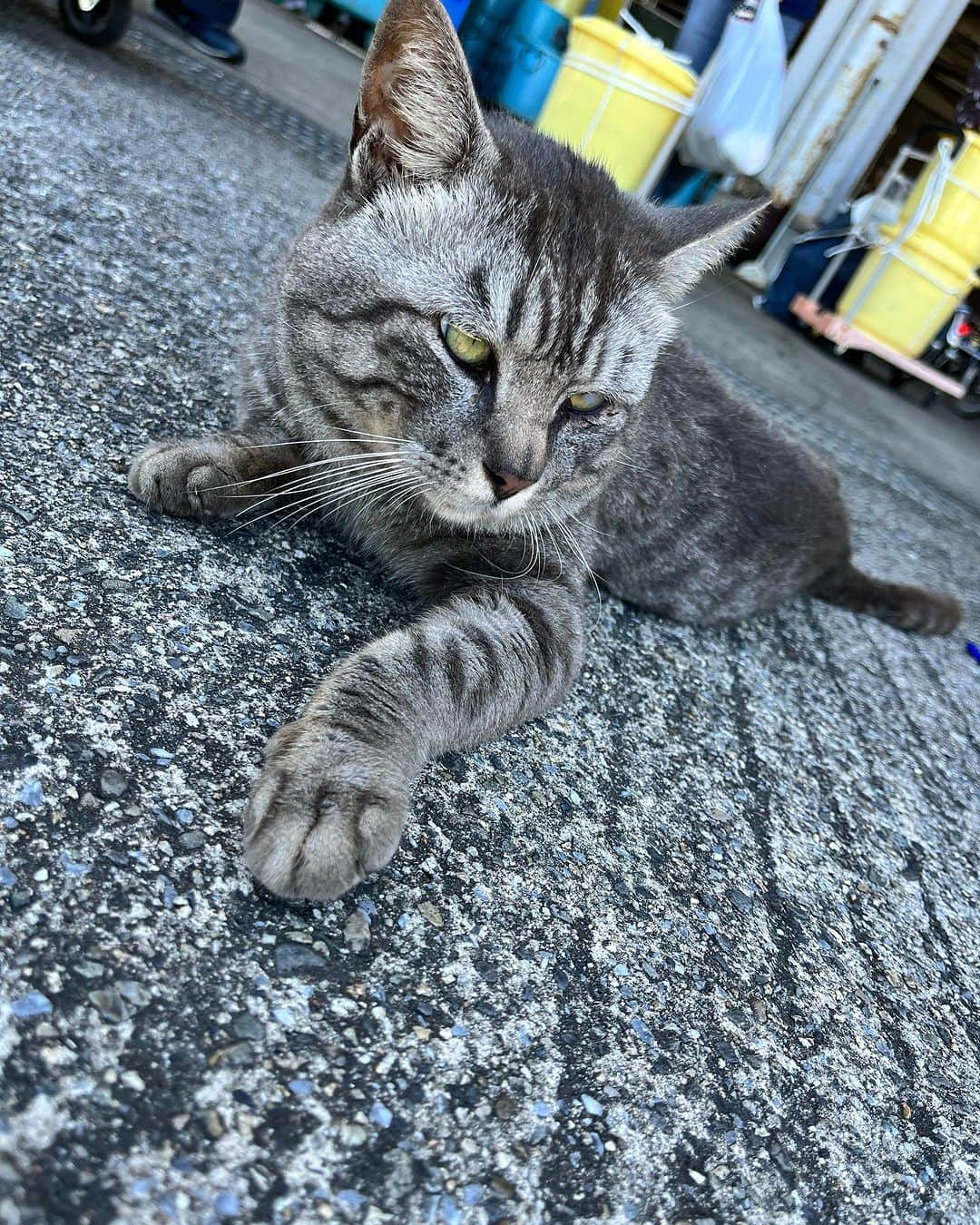 原田良也さんのインスタグラム写真 - (原田良也Instagram)「本日は沖島ロケでした。 いい猫の写真が撮れた。  #沖島 #びわ湖 #琵琶湖 #世界農業遺産 #鮒寿司づくり #猫 #にゃんこ #BBC #びわ湖放送」7月20日 23時35分 - irasshassee