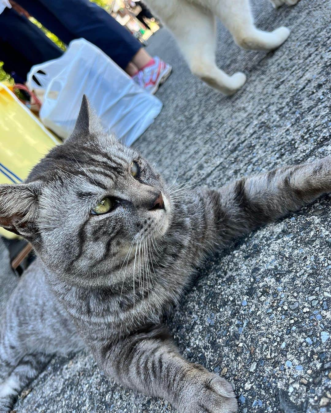 原田良也さんのインスタグラム写真 - (原田良也Instagram)「本日は沖島ロケでした。 いい猫の写真が撮れた。  #沖島 #びわ湖 #琵琶湖 #世界農業遺産 #鮒寿司づくり #猫 #にゃんこ #BBC #びわ湖放送」7月20日 23時35分 - irasshassee