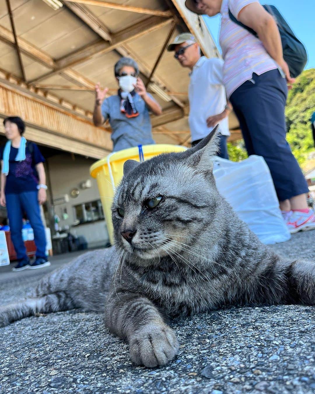 原田良也さんのインスタグラム写真 - (原田良也Instagram)「本日は沖島ロケでした。 いい猫の写真が撮れた。  #沖島 #びわ湖 #琵琶湖 #世界農業遺産 #鮒寿司づくり #猫 #にゃんこ #BBC #びわ湖放送」7月20日 23時35分 - irasshassee