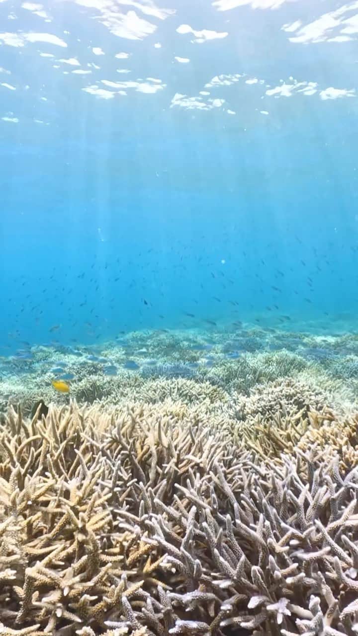 HAIMURUBUSHI はいむるぶしのインスタグラム：「小浜島・はいむるぶしから癒しの風景をお届けします。 石垣島と西表島の間に広がる国内最大のサンゴ礁「石西礁湖=せきせいしょうこ」。360種類以上の造礁サンゴが生息しする海のオアシス。今年の夏に訪れて欲しい美しいサンゴ礁の海です。 #沖縄 #八重山諸島 #離島 #夏 #サンゴ #海 #熱帯魚 #シュノーケル #小浜島 #リゾート #ホテル #はいむるぶし  #japan #okinawa #island #coral #sea #tropical #fish #beautiful #scenery #resort #hotel #haimurubushi」