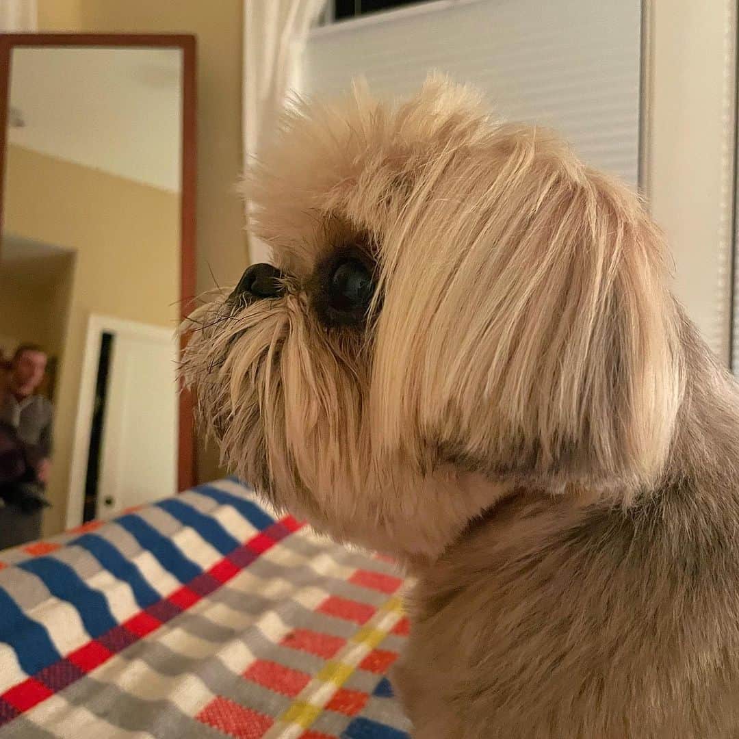 Dougie the Shih Tzuのインスタグラム：「I spy Big Guy.」