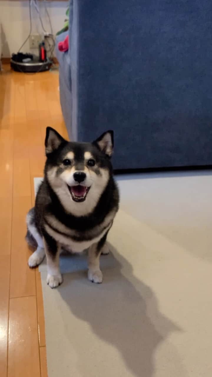 吾子のインスタグラム：「・ ・ 超かまってほしいあこわん🐶🩷 ・ スマホをいじっていると、遊んで欲しいあこわんが🐶🩷 ・ 晩御飯の後、必ずこの時間があります笑 ・ まあ元気になってよかった🙆🏻‍♀️ ・ あとは肝臓の数値かなー ・ ・ ・ ・ ・ ・ ・ ・ #ボールを持ってくることも #いたずらして気を引いたり🐶🩷 #sapporo  ・ 北海道の柴犬 #柴北会 の皆ワン🐶暑い日は水いっぱい飲もう〜🐶✨ ・ #adorable #instadog#shibainu#dog#柴犬ライフ #instashiba#柴犬マニア #9gag #barked #kuroshiba#socute #cutedog#いぬのきもち #黒柴 #dogstagram_japan」