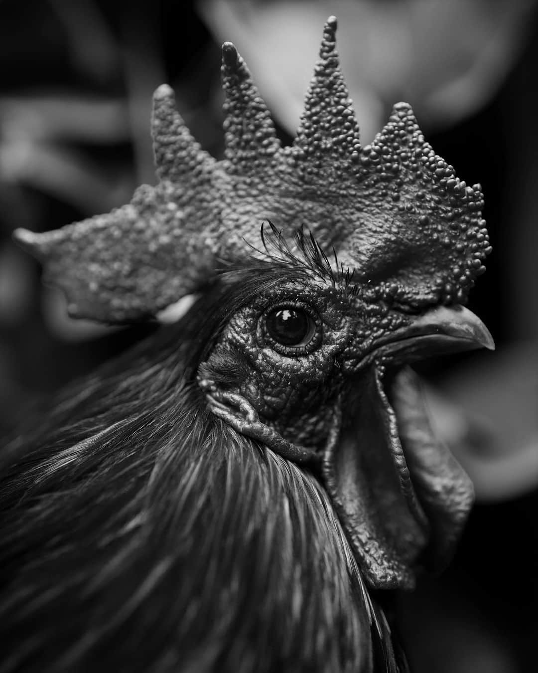 山田悠介のインスタグラム：「Ondori   #sel50f12gm  #ニワトリ  #rooster  #雄鶏  #monochrome」