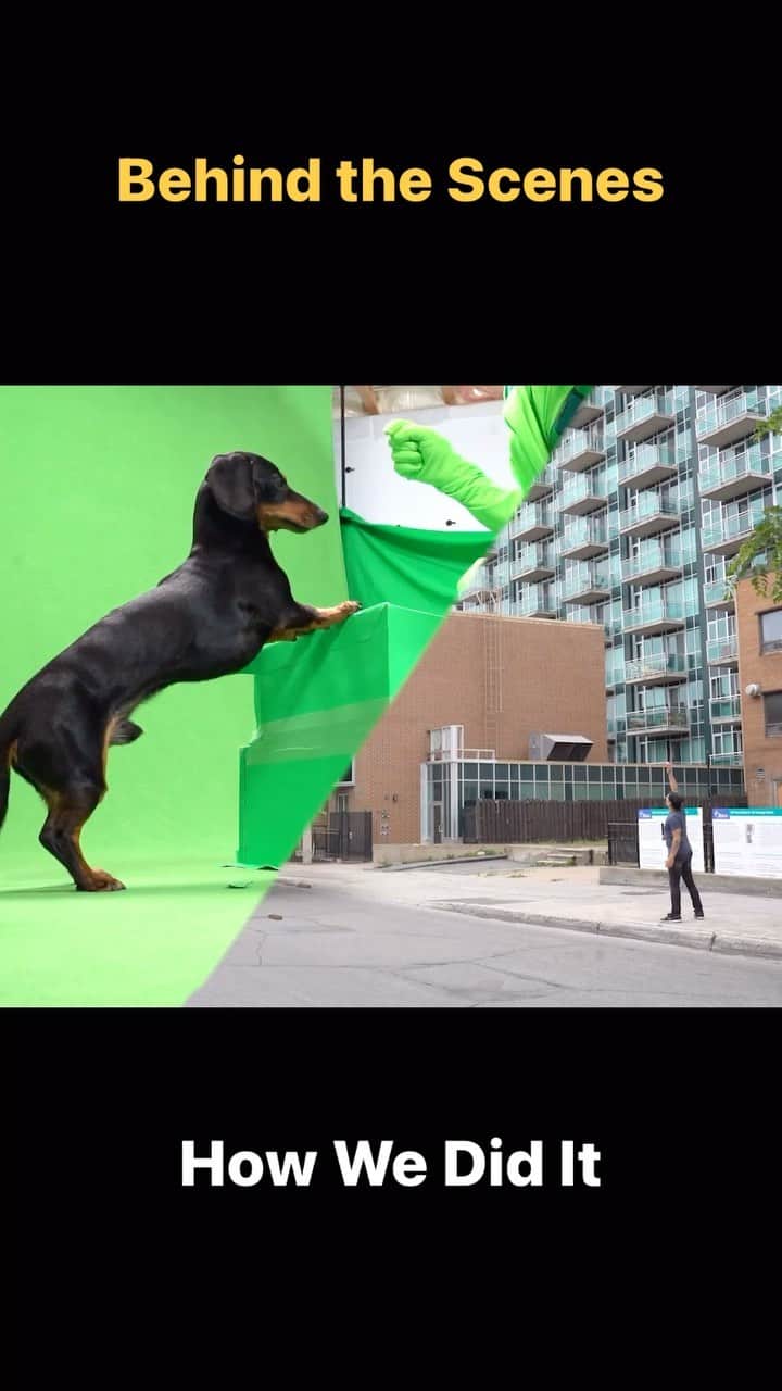 Crusoe the Celebrity Dachshundのインスタグラム：「“Who knew a little wiener dog could look so big?? This was our longest & biggest production yet!” ~ Crusoe  #behindthescenes #greenscreen #dogsofig #godzilla」